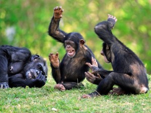 les-chimpanzes-de-bossou-raffolent-du-vin-de-palme_620x465